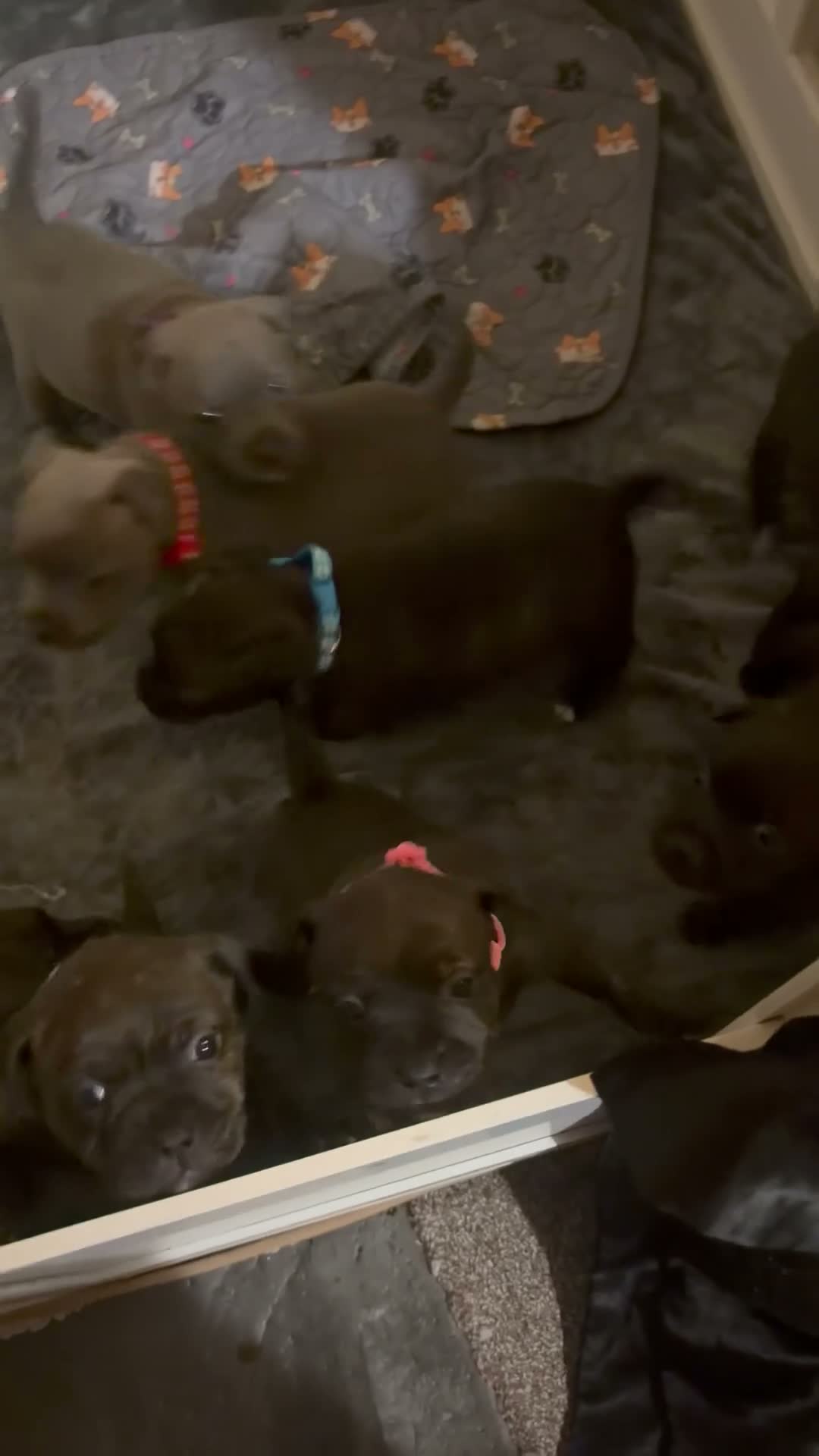 Staffordshire Bull Terrier dogs for sale: Staffie Puppies - blue & brindle in Ellesmere Port - Video 2
