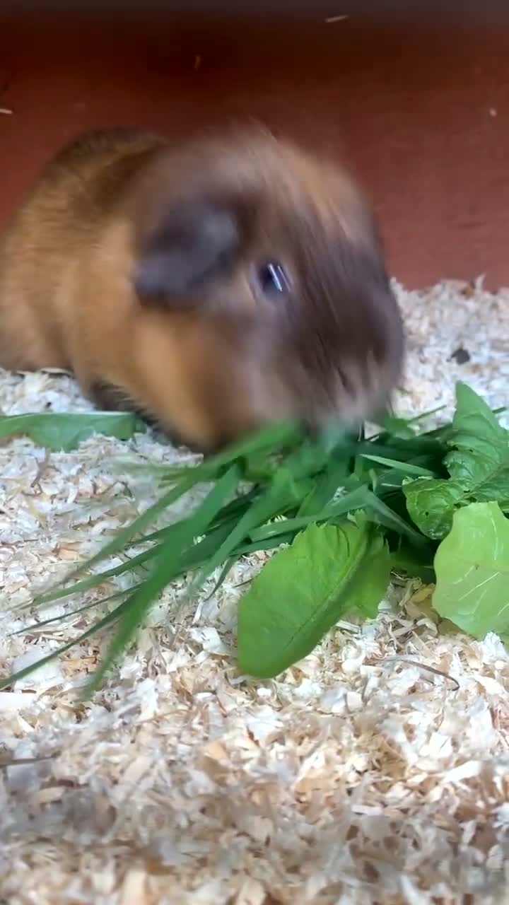 Guinea Pig rodents for sale: Male guniea pig  in Bradford - Video 1