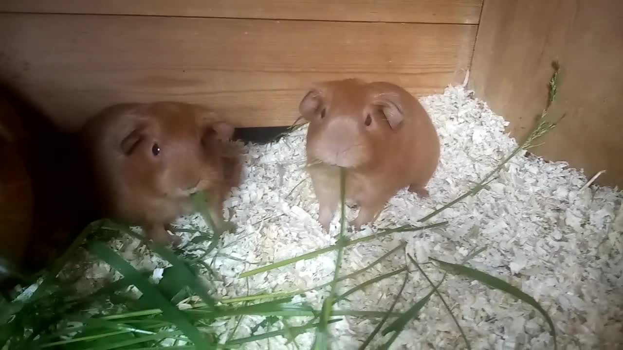 Guinea Pig rodents for sale: Four Boars Ready Now.  - Video 1