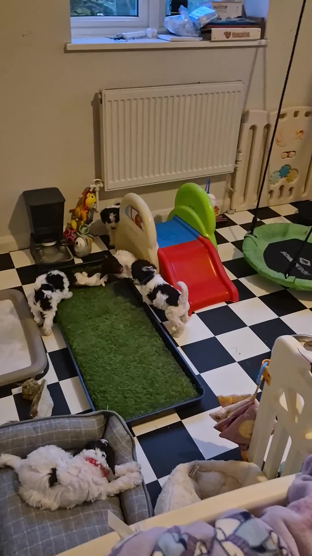 Miniature Poodle dogs for sale: KC registered parti poodles - Video 1