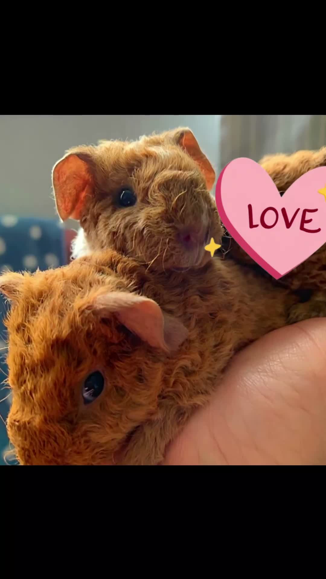 Guinea Pig rodents for sale: 4 girl teddies - Video 1