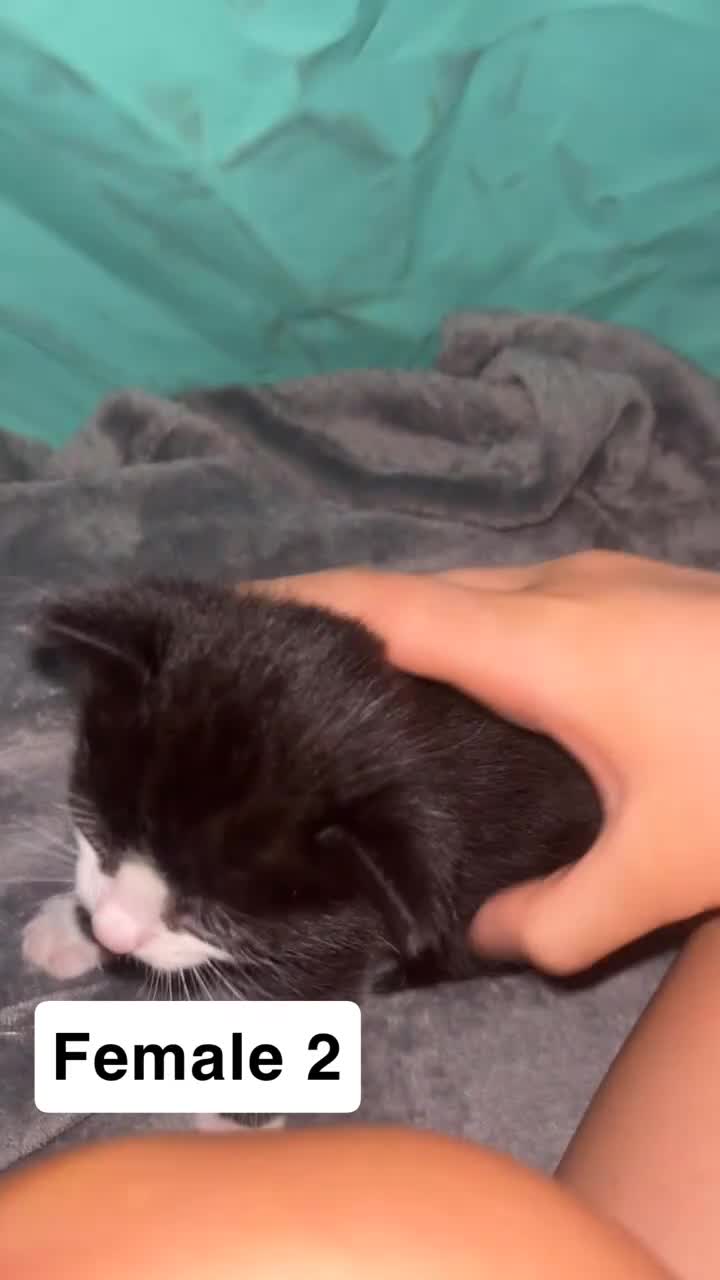 Mixed Breed cats for sale: SUPER CUTE KITTENS FOR SALE - Video 3