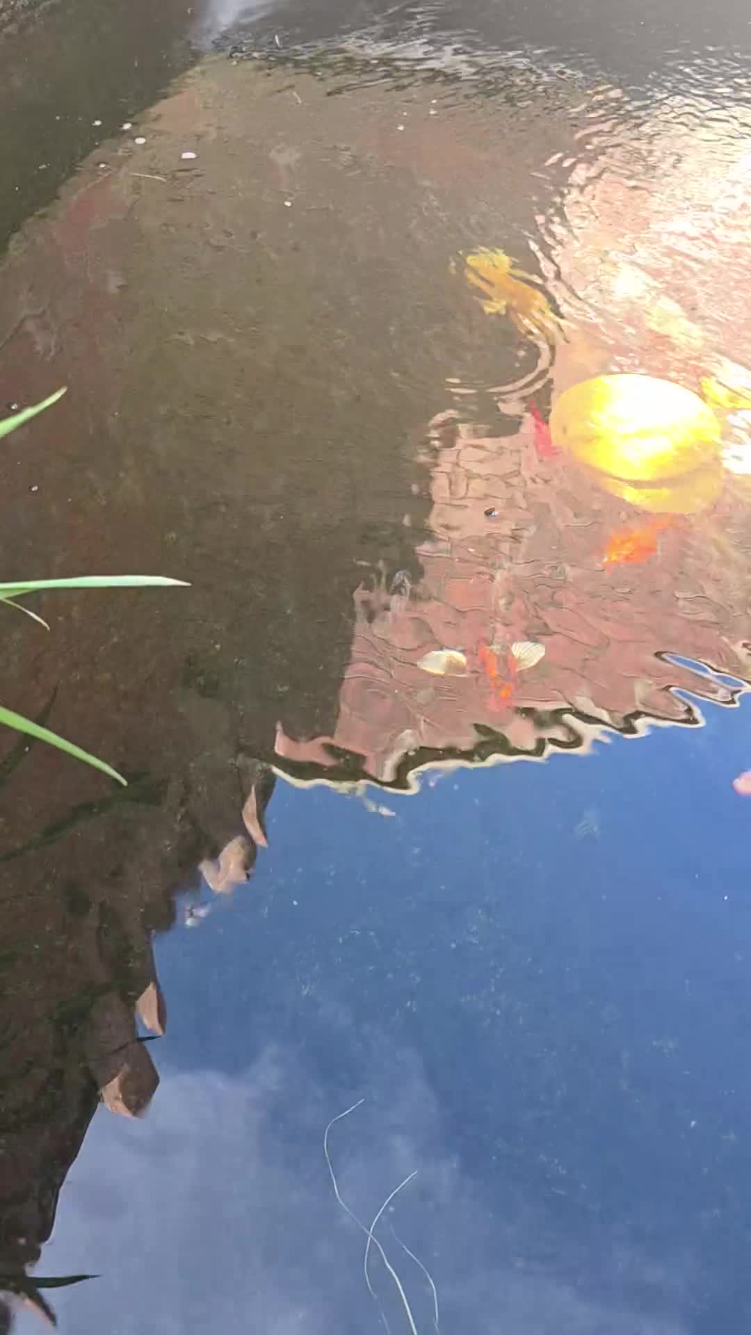 Koi Carp fish for sale: Koi fish, must go together  in Wincanton - Video 1