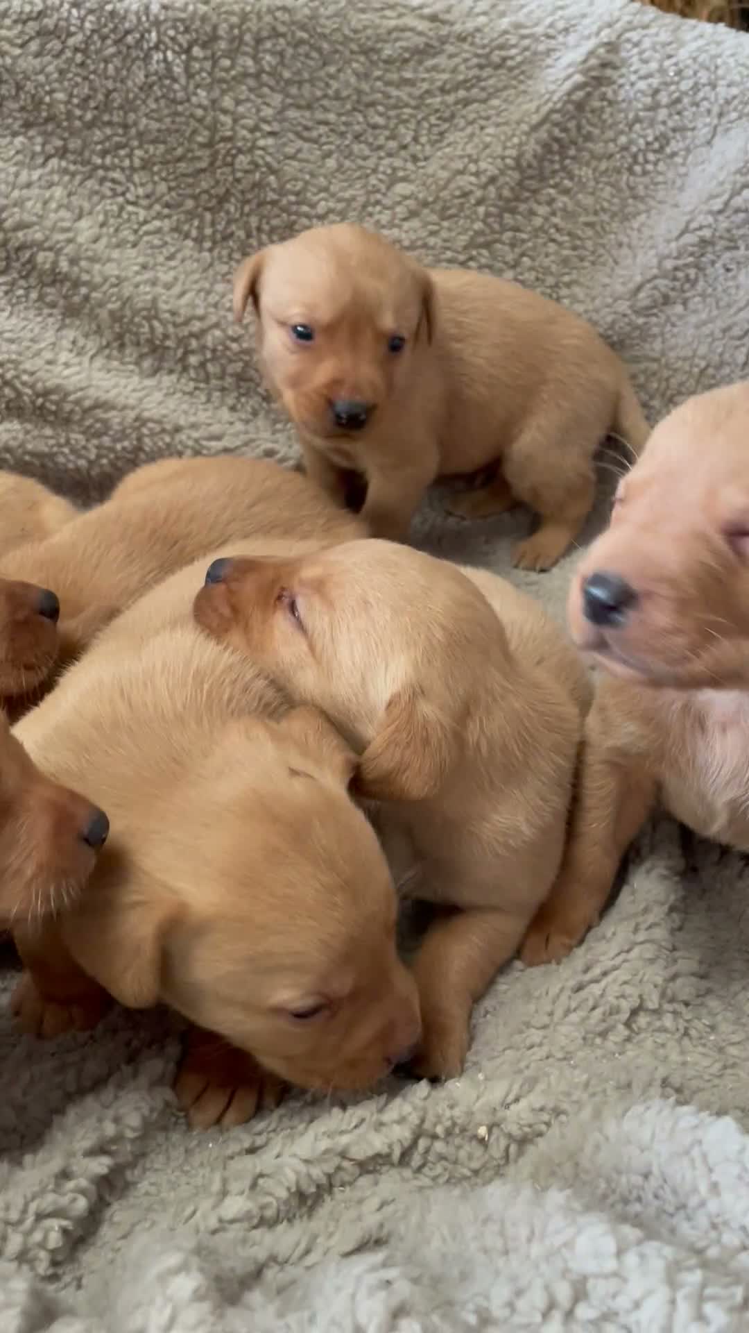 Labrador Retriever dogs for sale: KC registered fox red labradors in Welshpool - Video 1