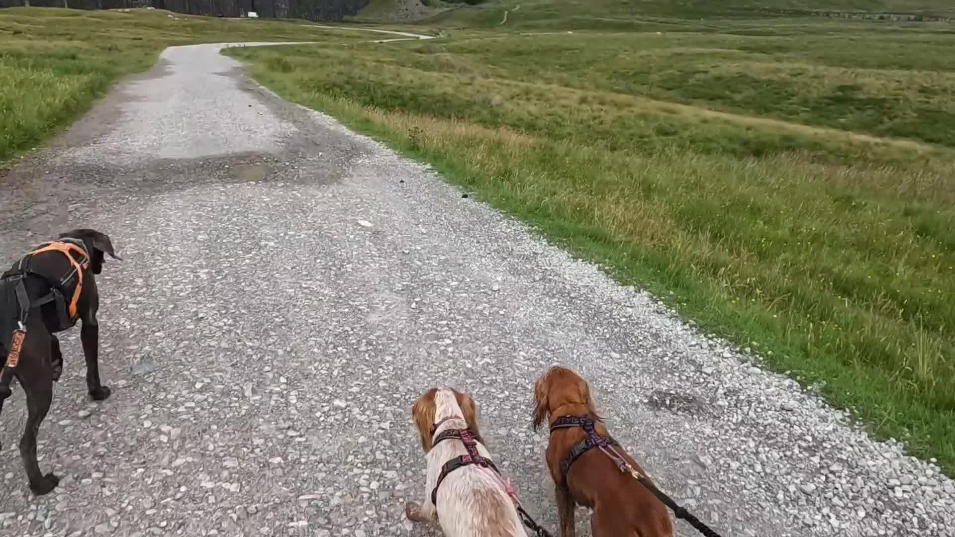 Weimaraner dogs for stud: Blue Weimaraner for Stud - Video 1