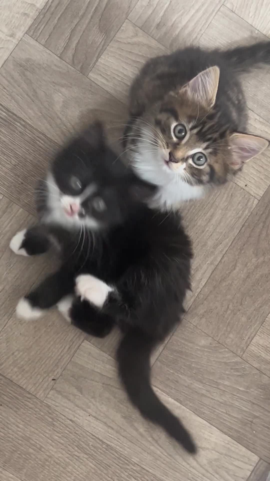 Mixed Breed cats for sale: Black & White Female Kitten - Video 1