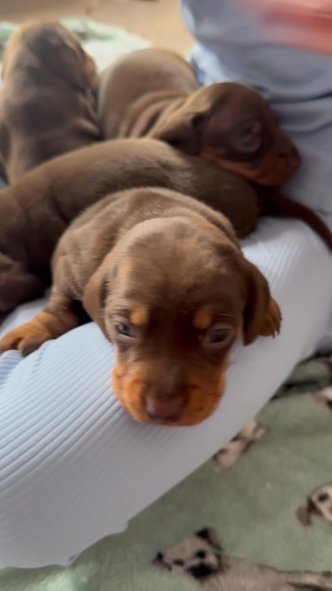 Dachshund dogs for sale:  Stunning KC REGISTERED dachshund puppy’s  in Bedford - Video 1
