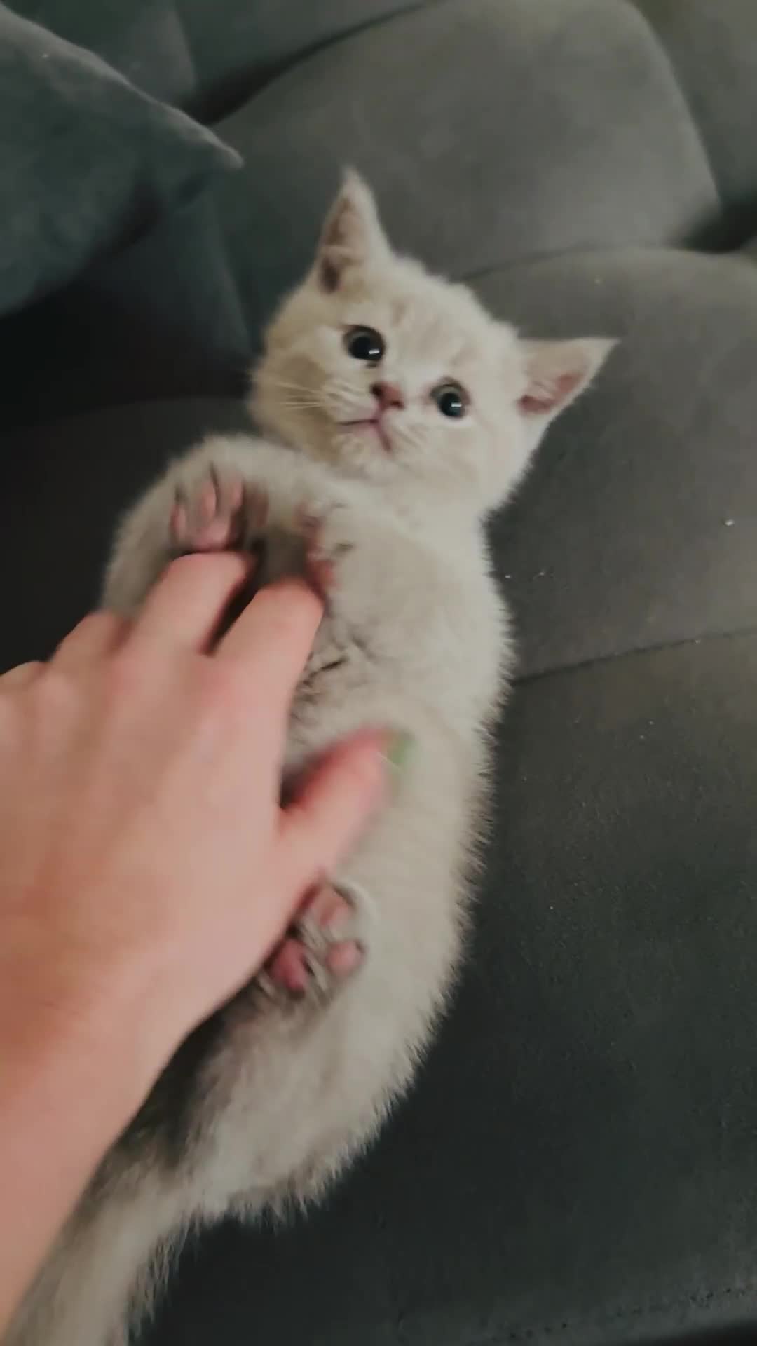 Scottish Fold cats for sale: Scottish straight - Video 1