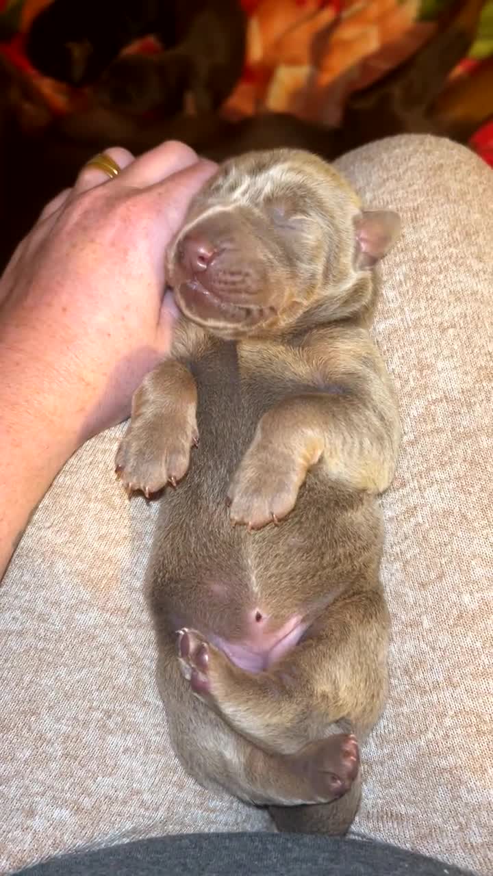 Dobermann dogs for sale: Doberman puppies for sale  - Video 1