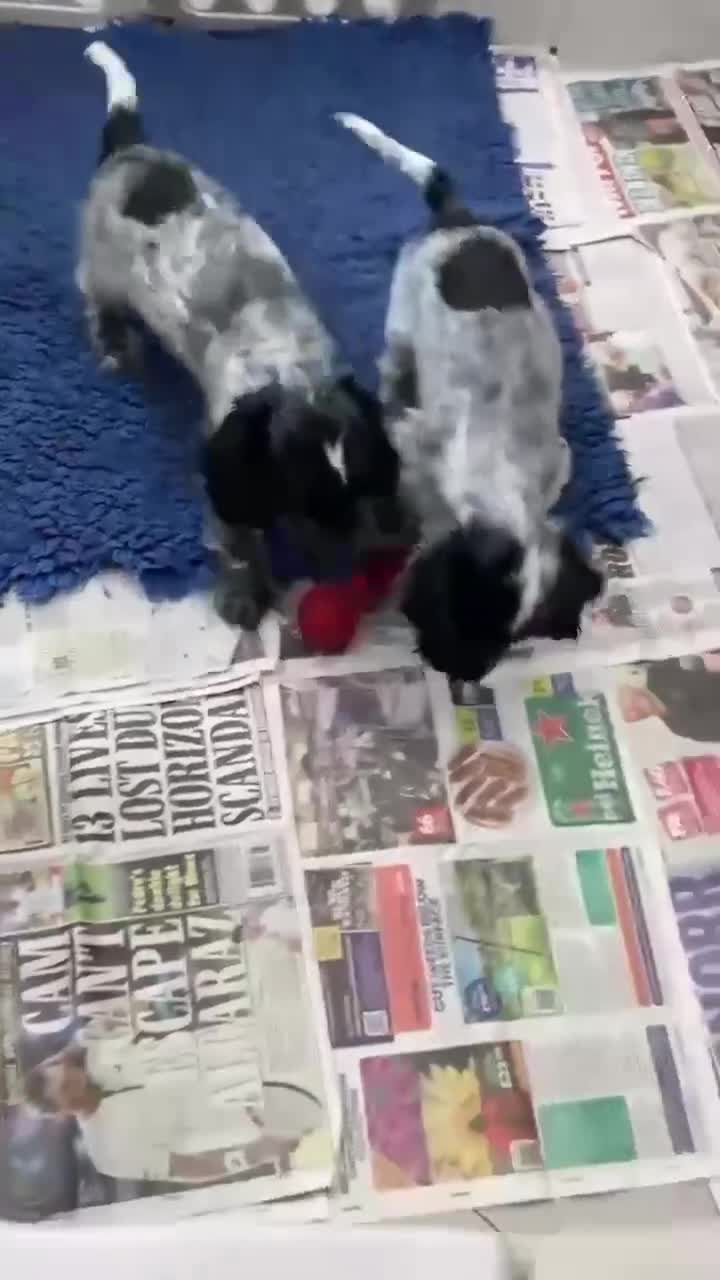 Cocker Spaniel dogs for sale: Stunning KC Registered Show Cocker Spaniel Puppies - Video 1