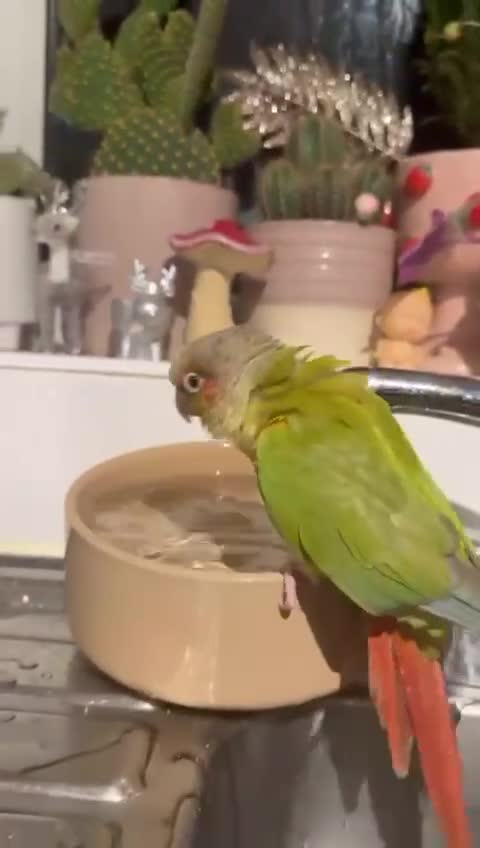 Conures birds for sale: beautiful pinapple green cheek conure   - Video 3