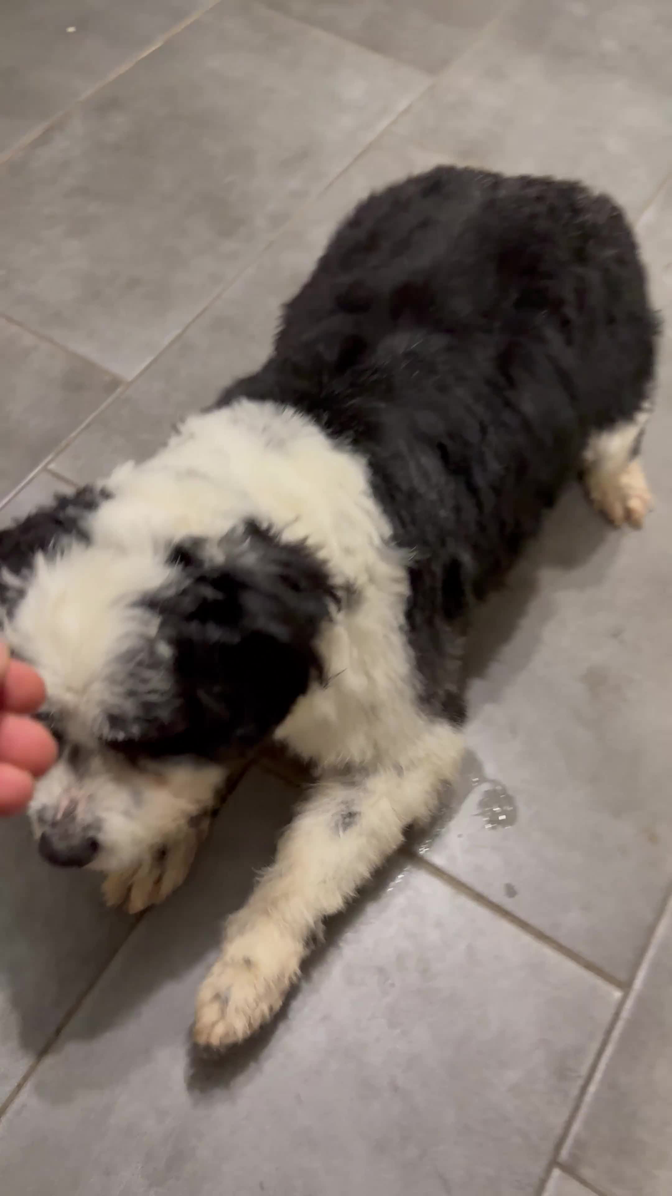 Mixed Breed dogs for adoption: Cute Teddy looking for True Love  - Video 2