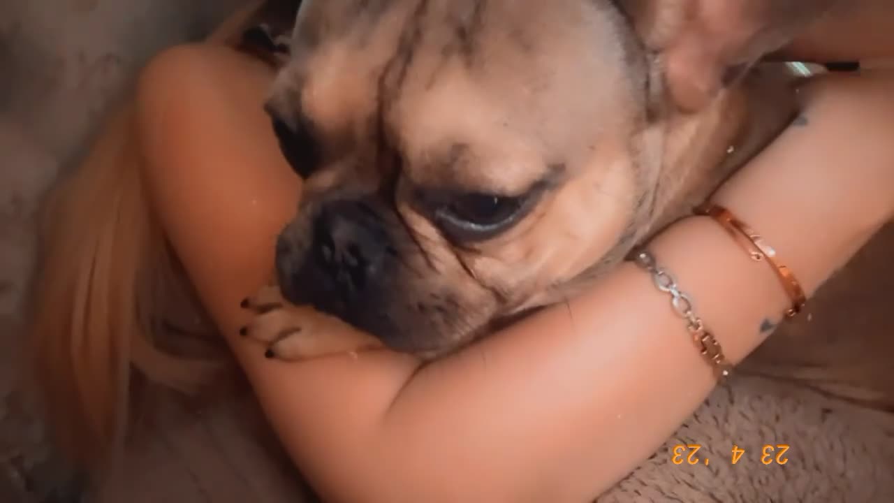 French Bulldog dogs for sale: Rocky  - Video 1