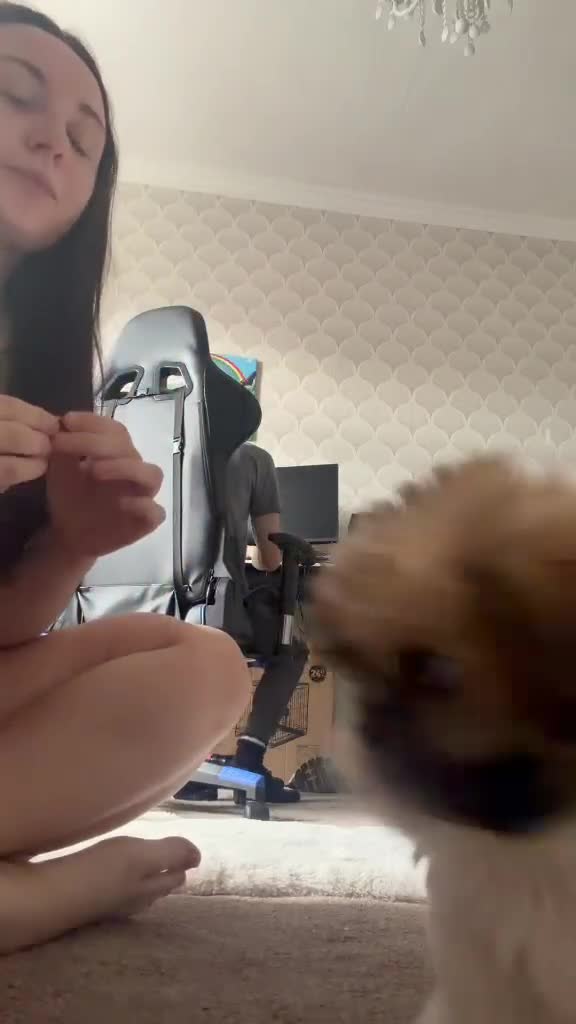 Shih Tzu dogs for sale: Gorgeous male shih tzu in Manchester - Video 1