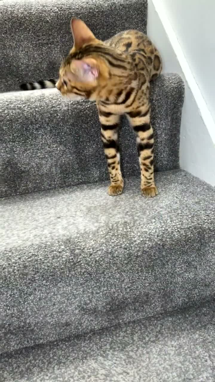 Bengal cats for sale: Beautiful Female Bengal Kitten – 6 Months - Video 2