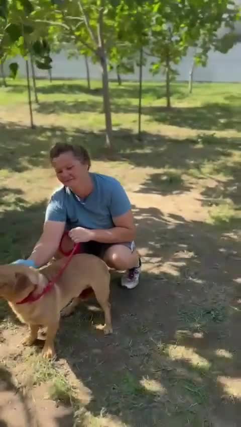 Mixed Breed dogs for adoption: 🐾 Mocha – a gentle soul seeking safety 💛 - Video 1