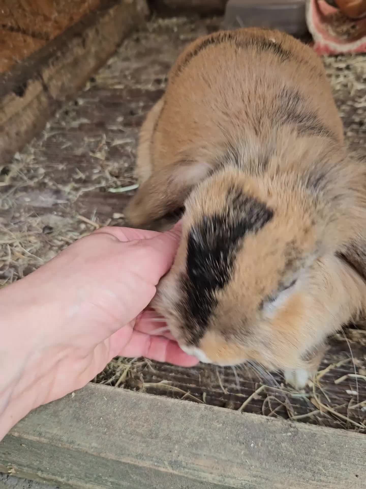 Mixed Breed rabbits for sale: Bunny's  - Video 1