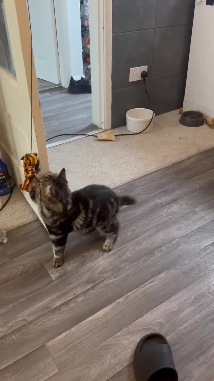 Mixed Breed cats for sale: Main coon cross  - Video 1