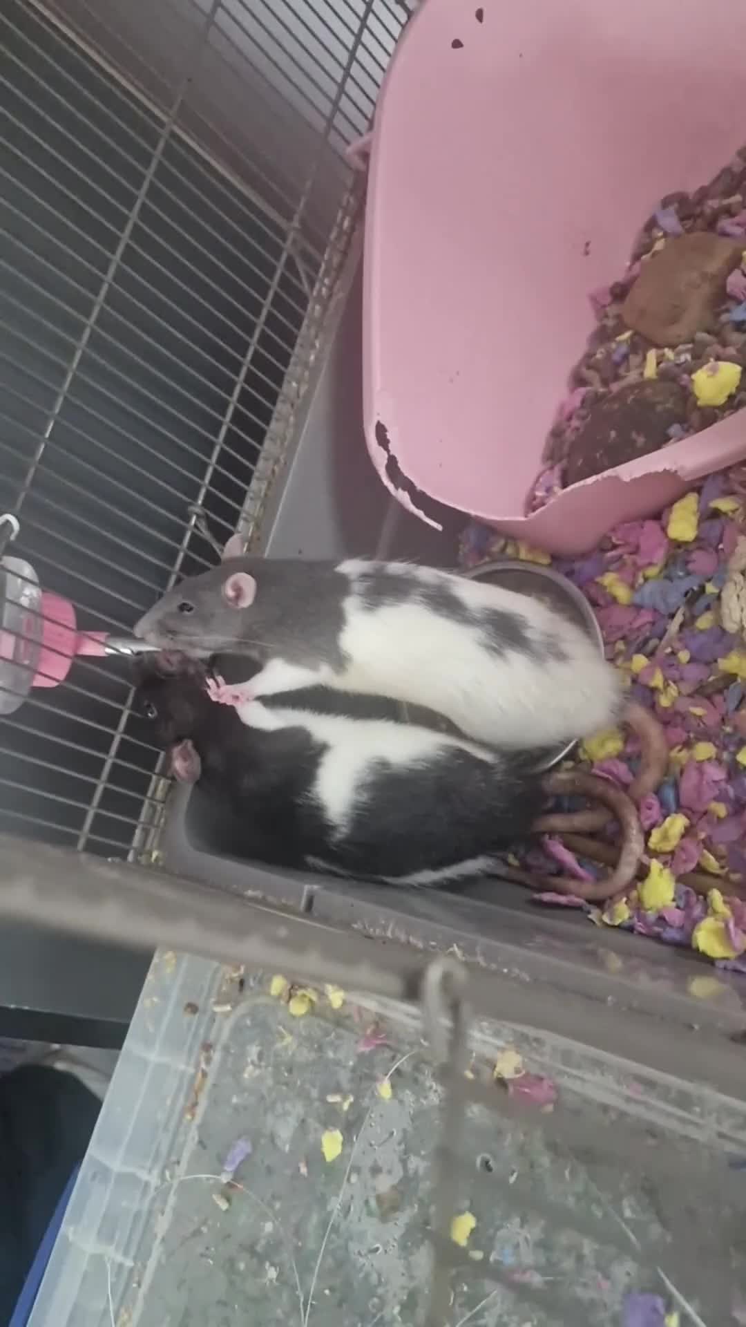 Rat rodents for sale: 2 female rats looking for a new home in Southampton - Video 2