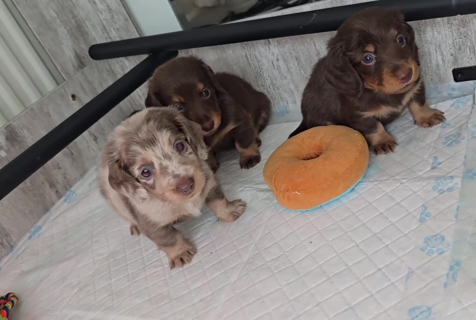 Miniature Dachshund dogs for sale: Miniature long haired dachshunds - Video 1