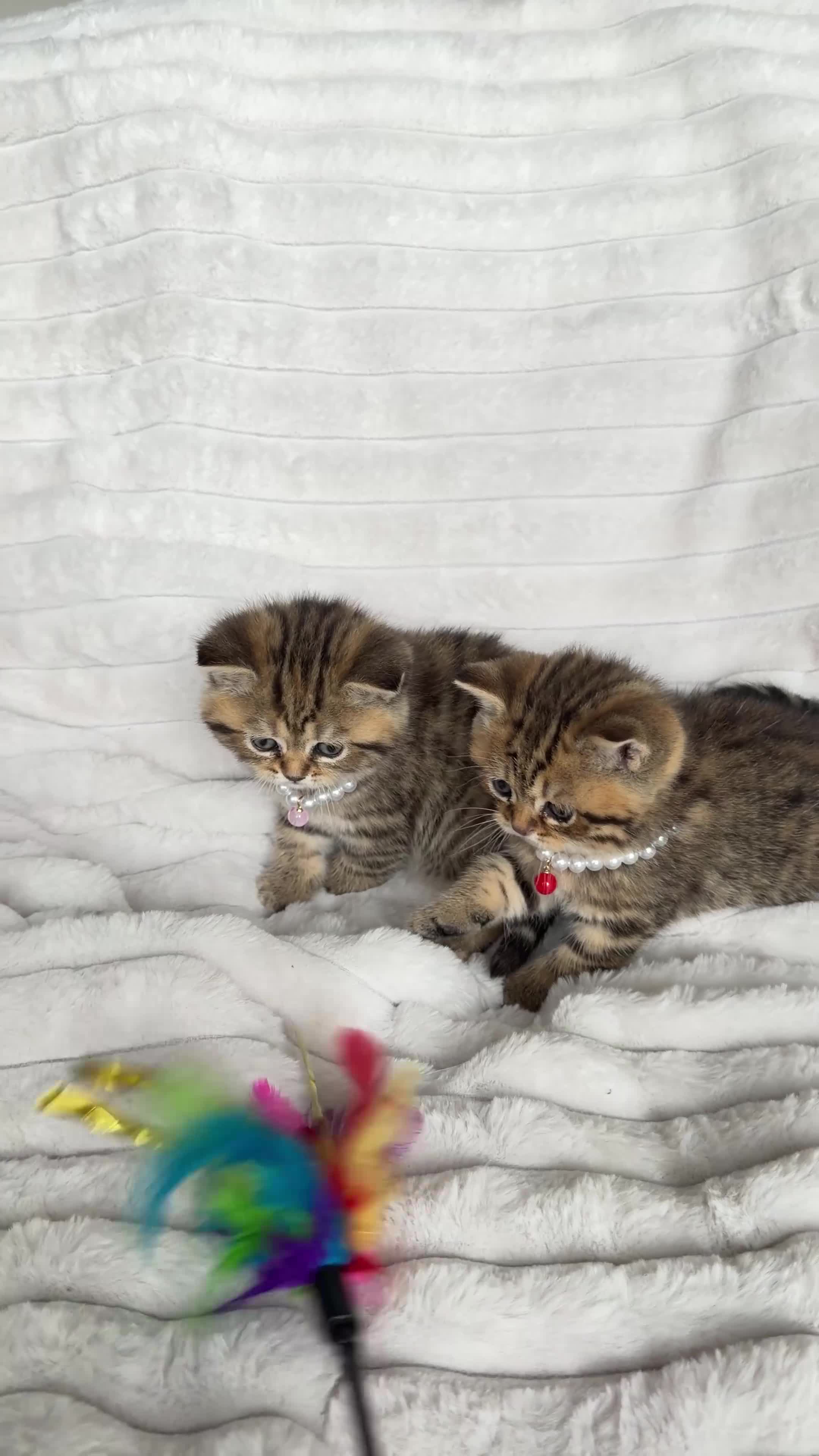 British Shorthair cats for sale: Stunning Tabby FULL PEDIGREECHAMPION BSH BABIES 😍 - Video 3