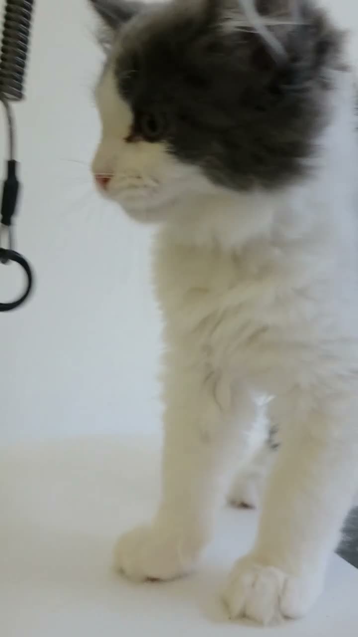 Maine Coon cats for sale: Maincoon Ragdoll Kitten Ready for loving home - Video 4