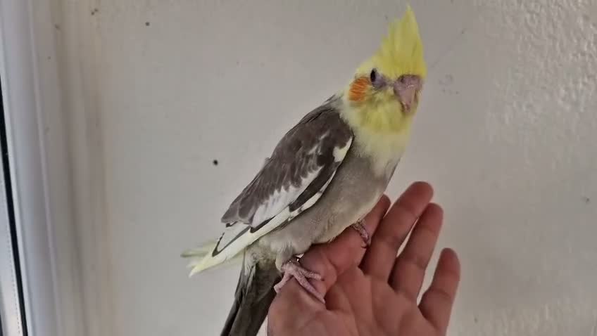 Cockatiels birds for sale: Hand tamed Cockatiels  - Video 3