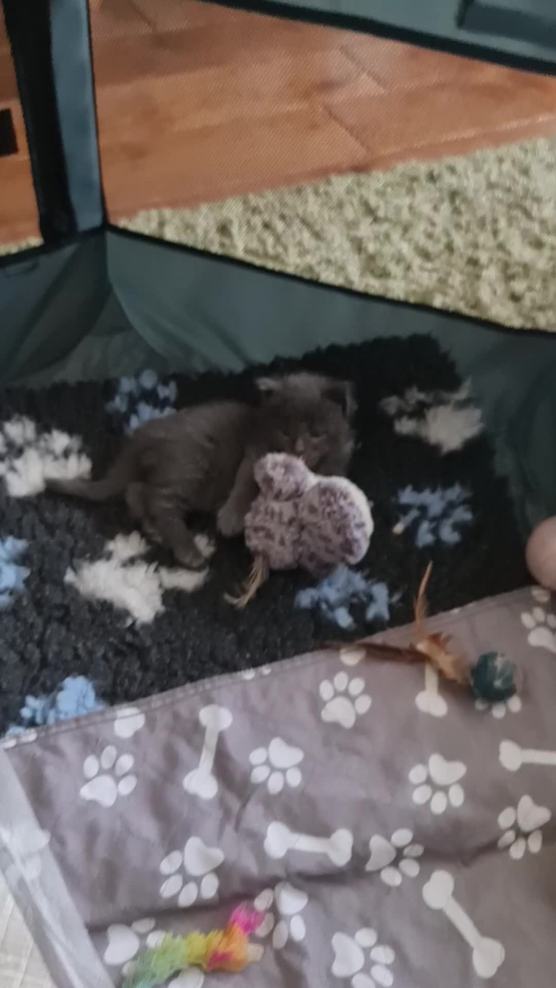 Maine Coon cats for sale: TICA registered Pedigree Maine Coon kittens - Video 1