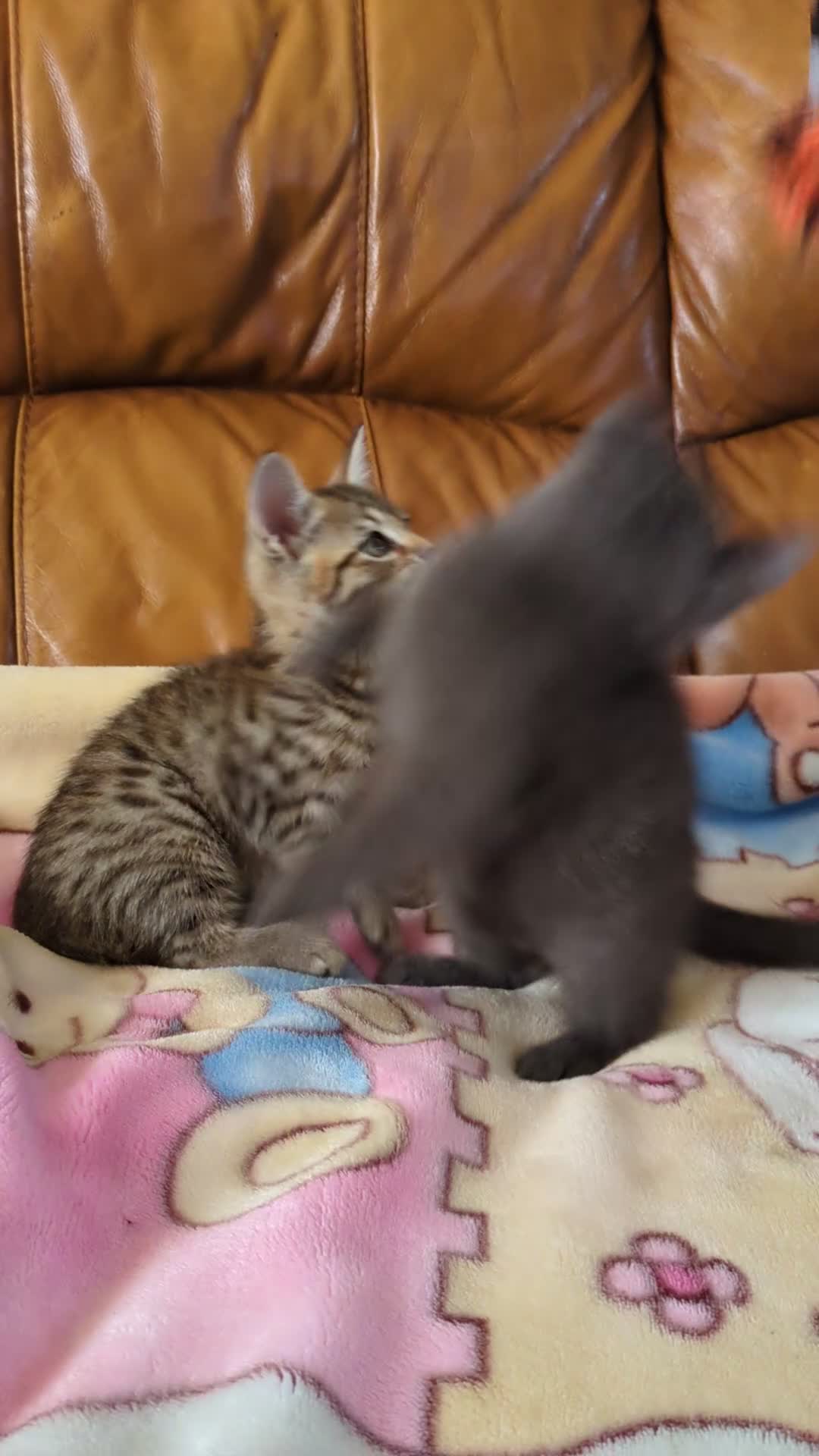 Bengal cats for sale: Adorable friendly Bengal kittens ready now!! - Video 1