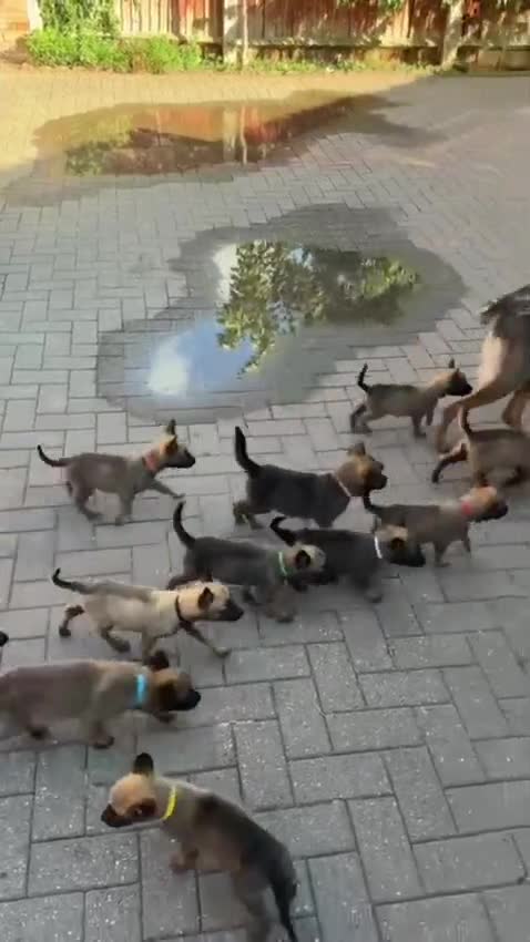 Belgian Shepherd Dog dogs for sale: BELGIAN MALINOIS PUPPIES – READY NOW! Birmingham - Video 1