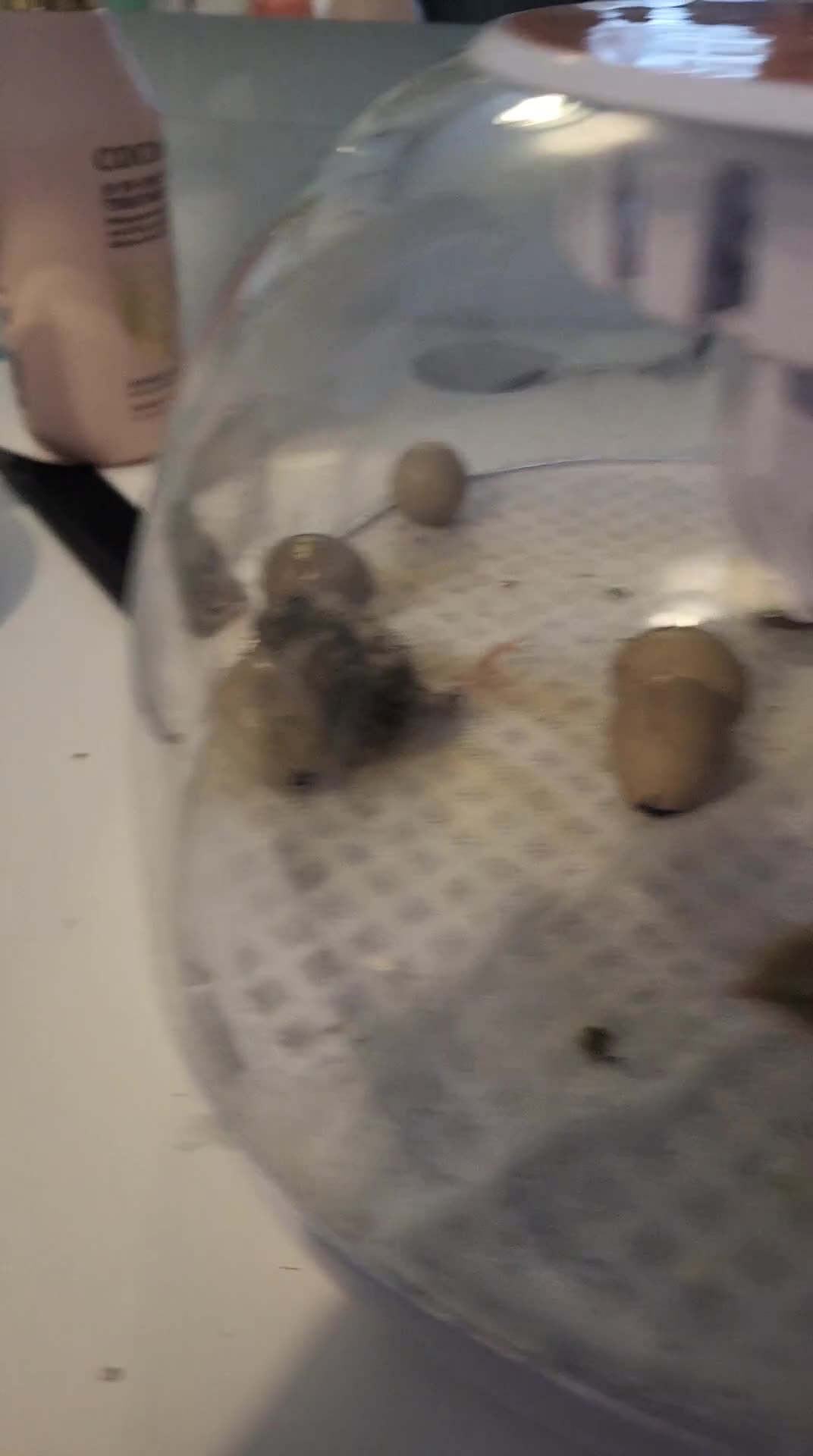 Quail poultry for sale: £5 for 4 button quails - Video 1