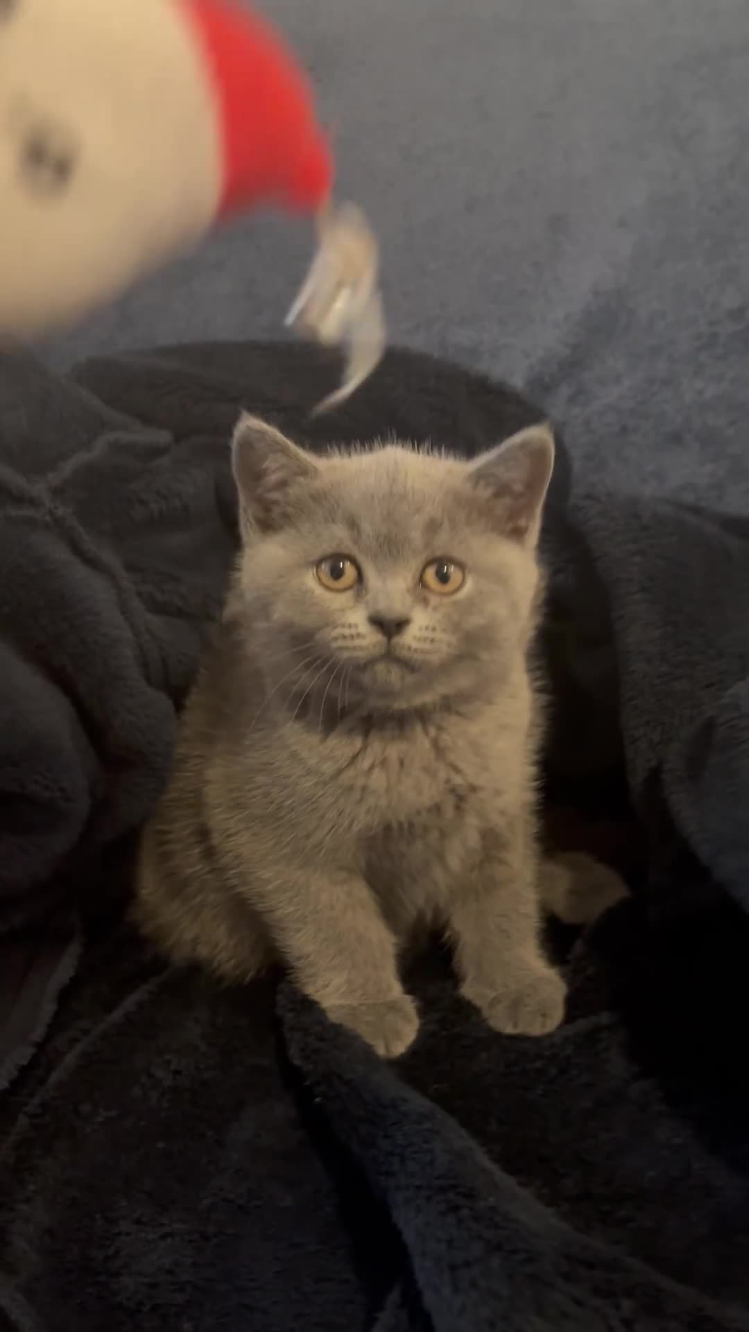 British Shorthair cats for sale: Cutie Female British Short Hair - Video 1