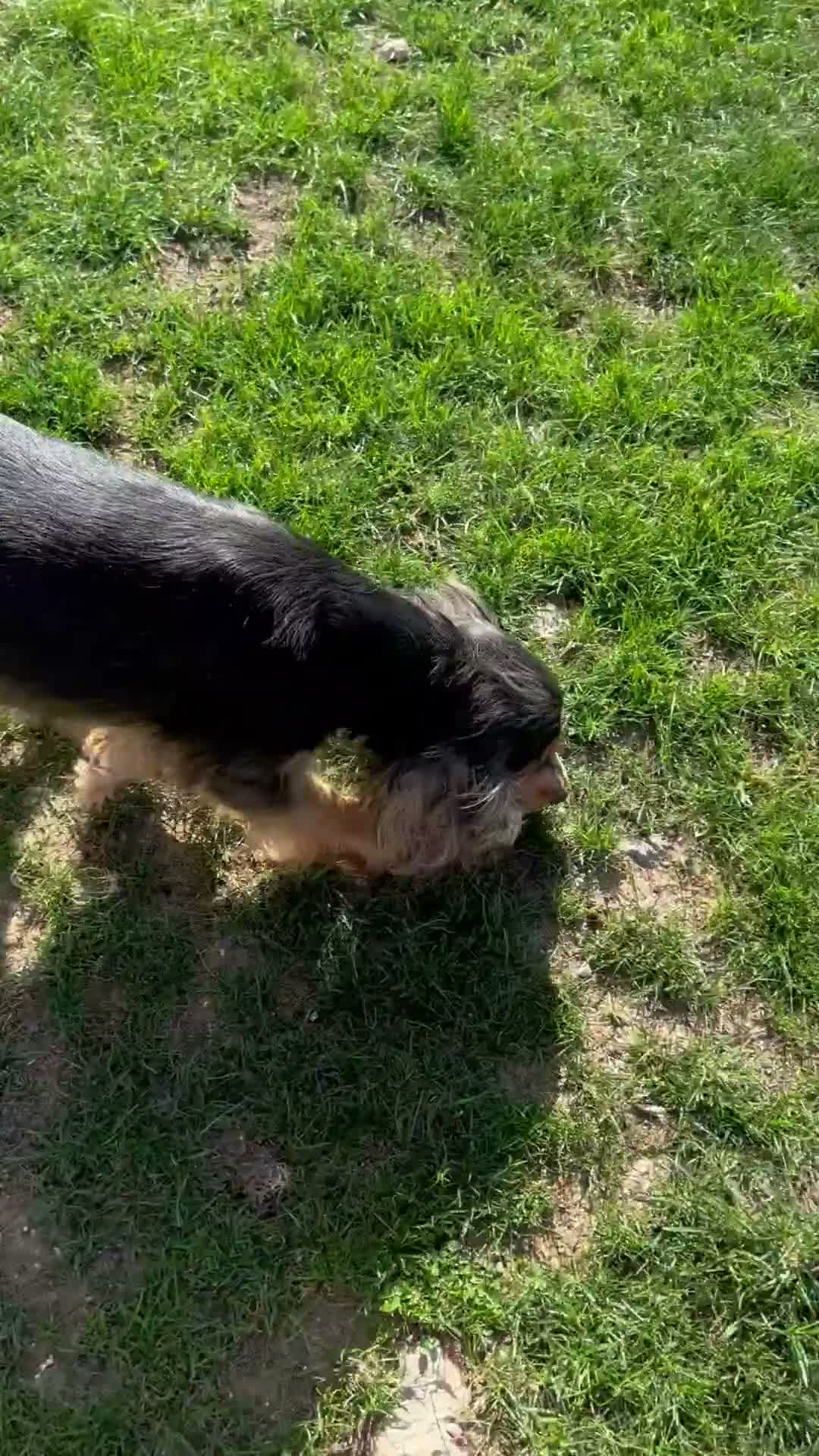 Cocker Spaniel dogs for sale: Beautiful adult female  - Video 1