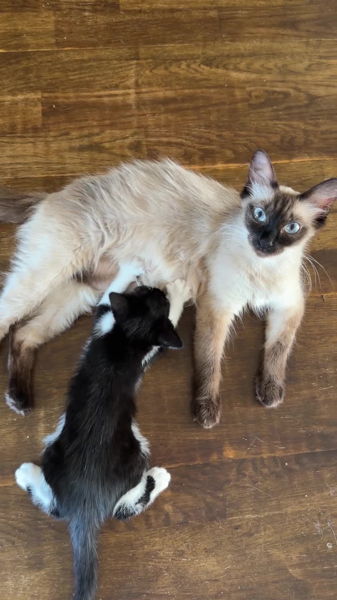 Mixed Breed cats for sale: Gorgeous half ragdoll boy - Video 2