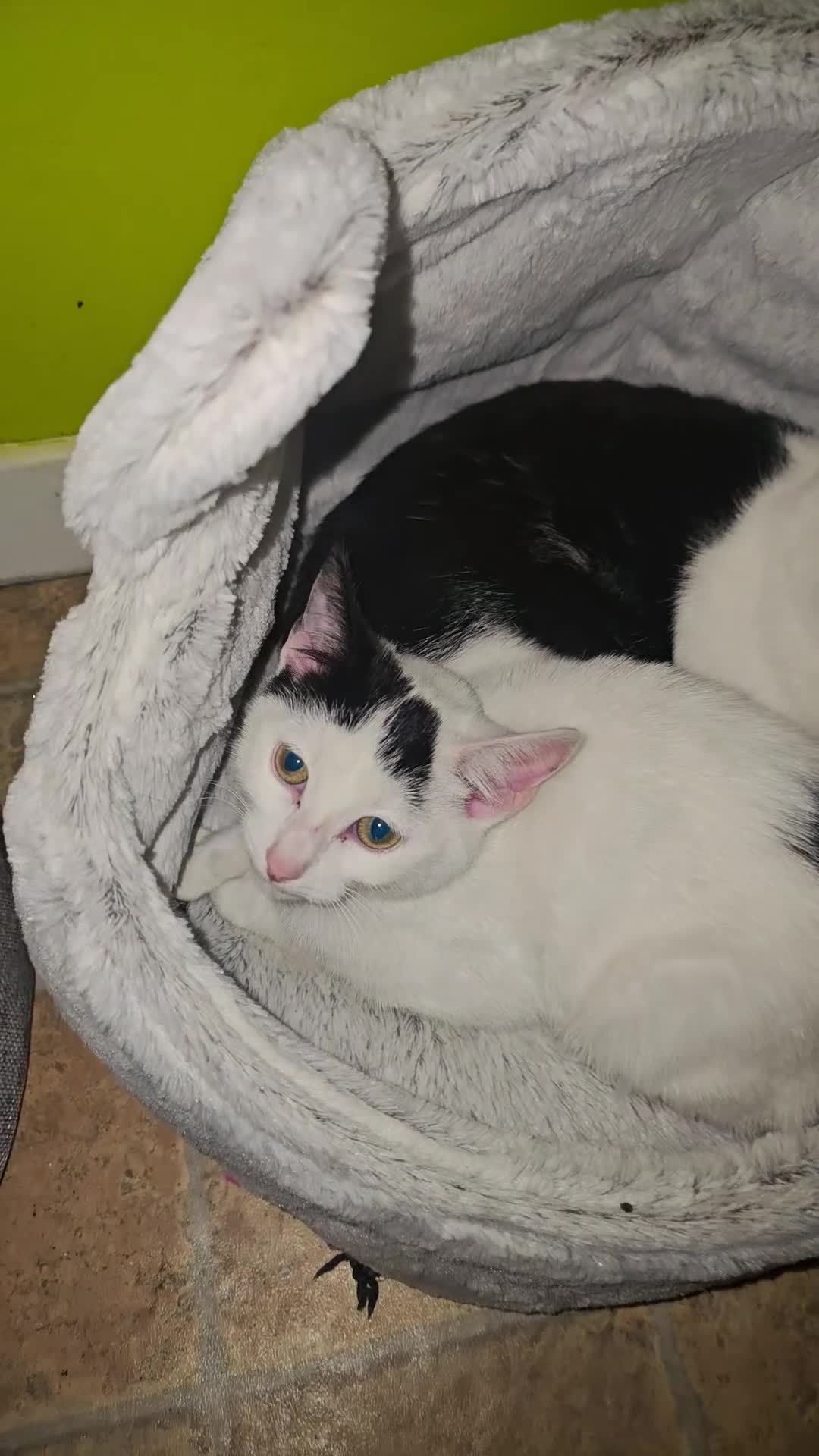 Bombay cats for sale: Kitten 3 months - Video 1