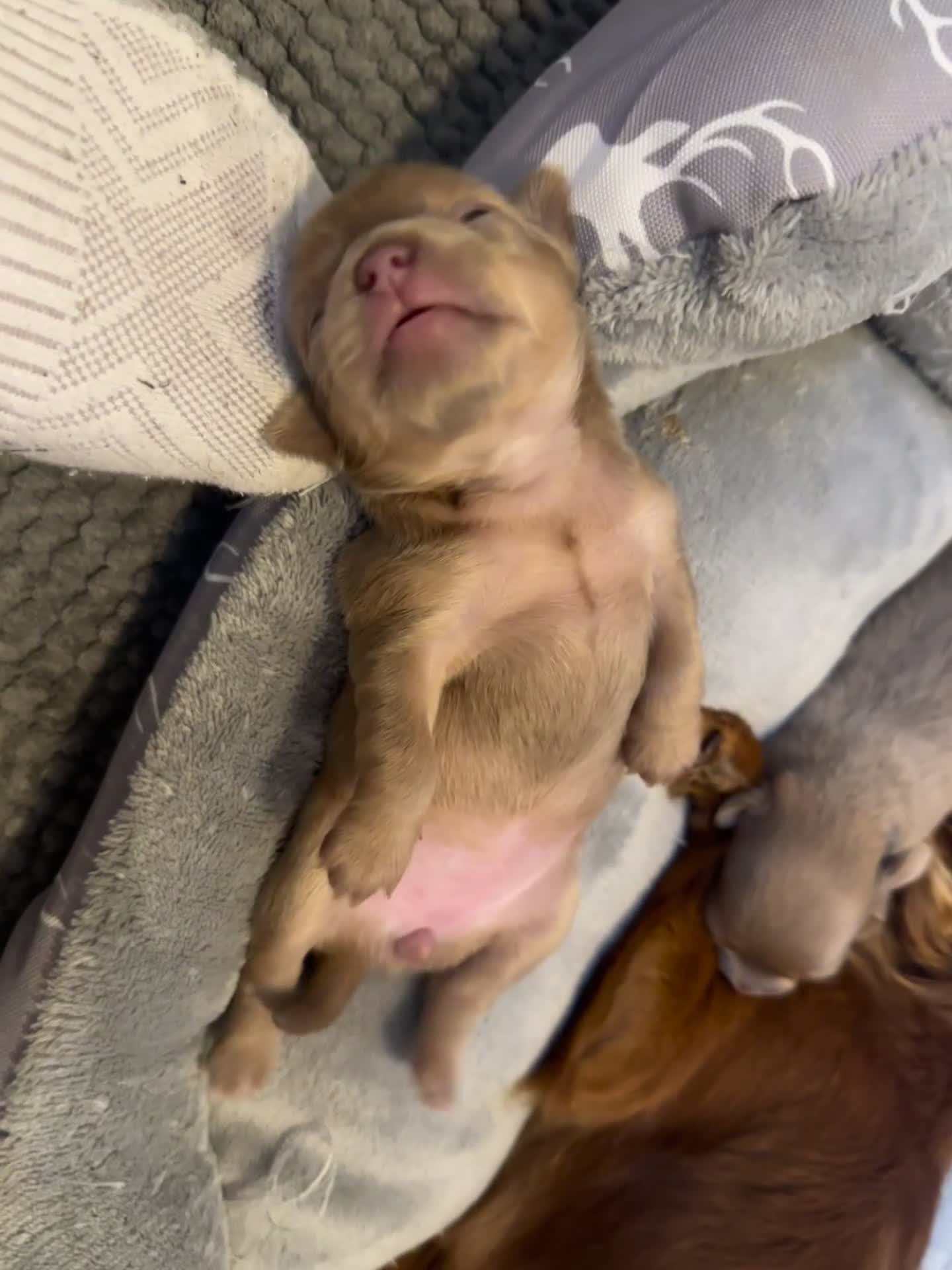 Chihuahua dogs for sale: One of a kind ChiPin Puppies - Video 1