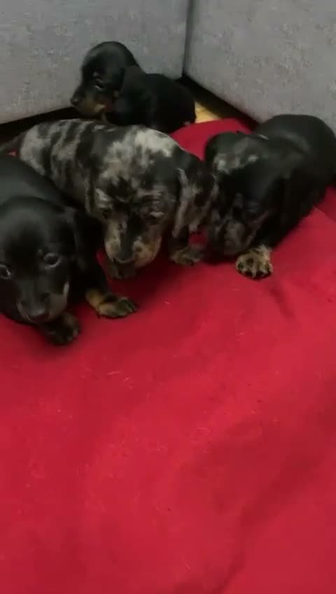 Miniature Dachshund dogs for sale: Beautiful Miniatures  - Video 1