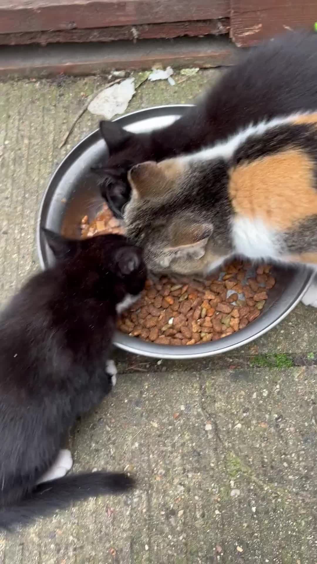 Mixed Breed cats for sale: 2 beautiful boy kittens 🐈‍⬛  - Video 1