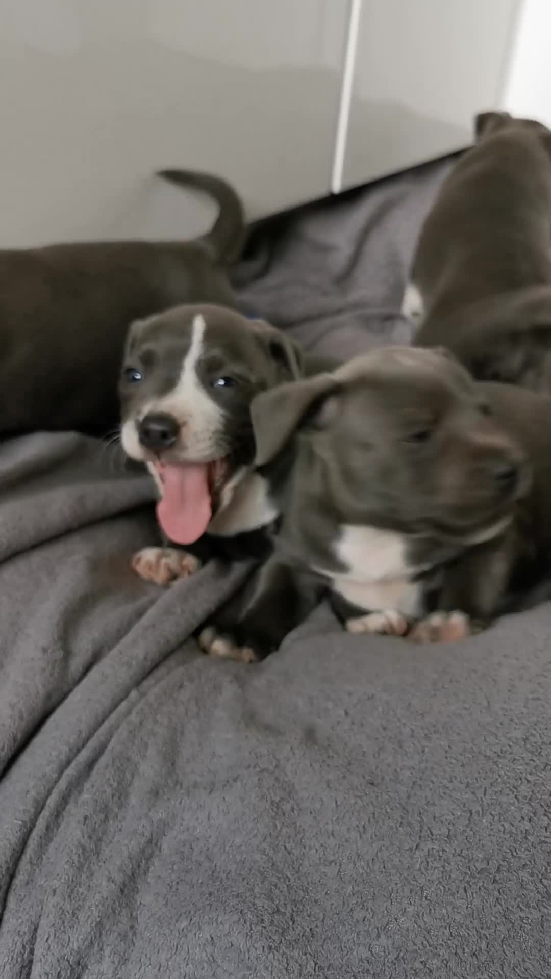 Staffordshire Bull Terrier dogs for sale: Beautiful Staffordshire bull terrier  - Video 1