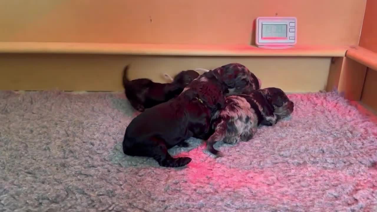 Cavapoo dogs for sale: Gorgeous Rare-Colouring Cavapoo Puppies - Video 1