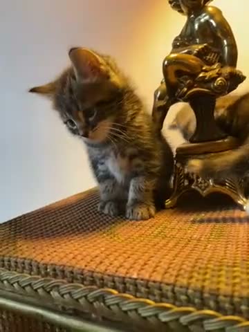Mixed Breed cats for sale: Beautiful tabby kittens - Video 2