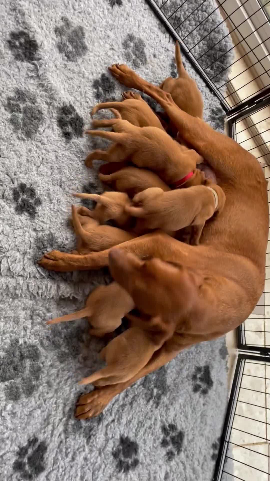 Labrador Retriever dogs for sale: Fox Red Labrador Pups For Sale - Video 2