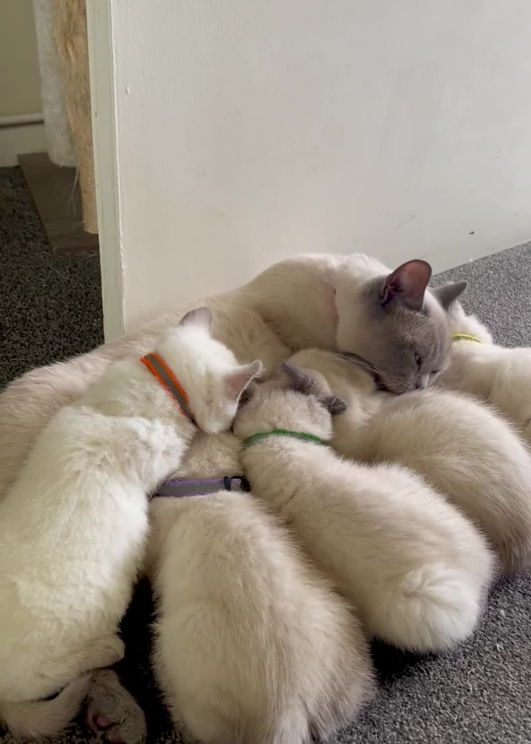 British Shorthair cats for sale: 💙 GCCF Blue Colourpoint BSH Kittens - Video 1