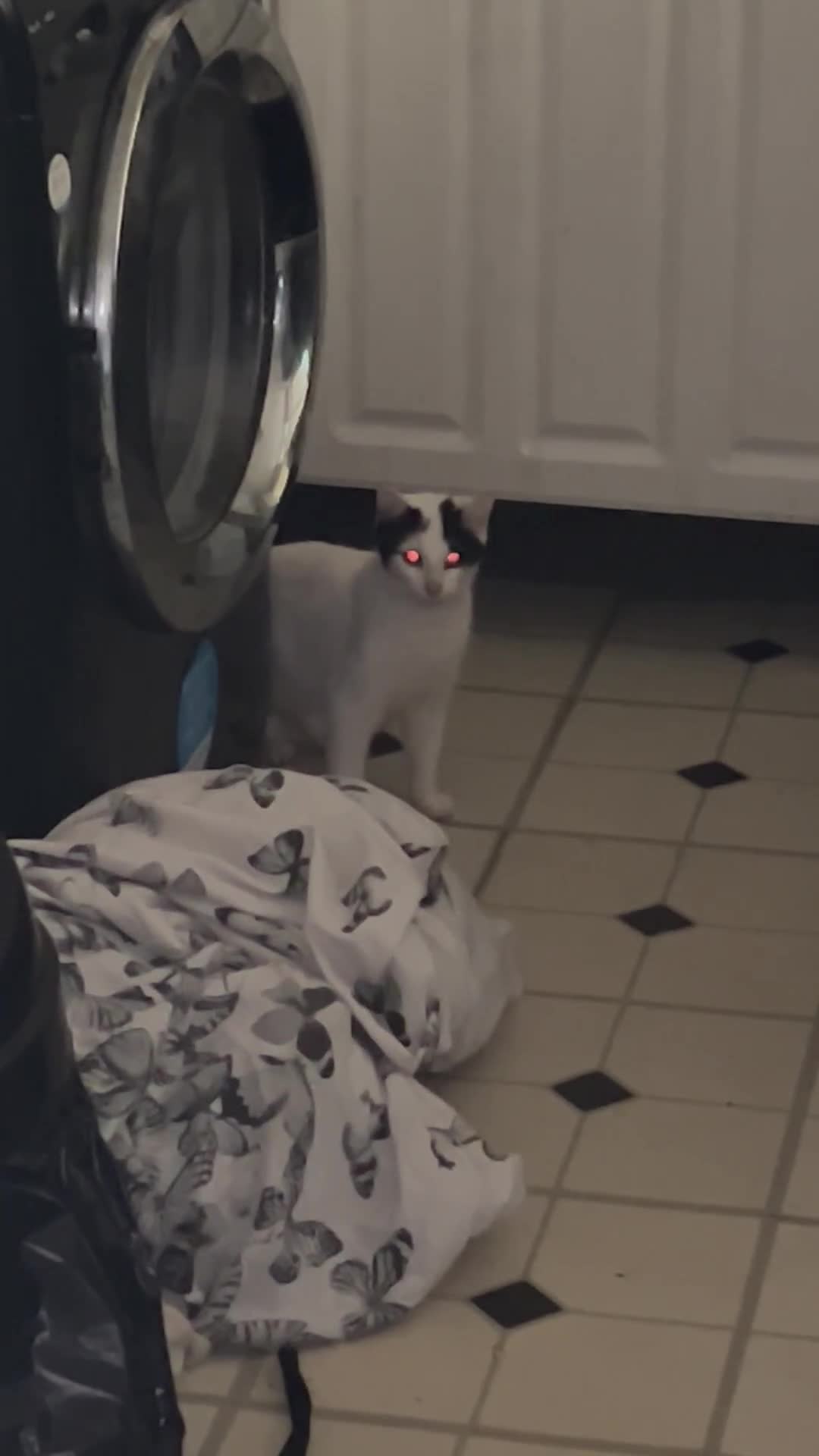 Mixed Breed cats for sale: 2 beautiful boys left  - Video 1