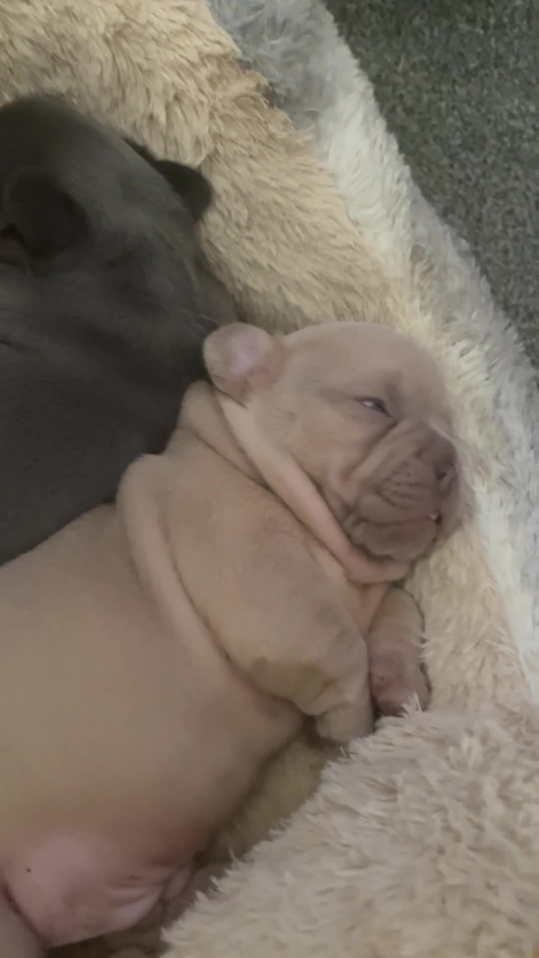 French Bulldog dogs for sale: 🔥🔥KC TOP QUALITY FRENCH BULLDOG PUPPIES 🔥🔥 - Video 1