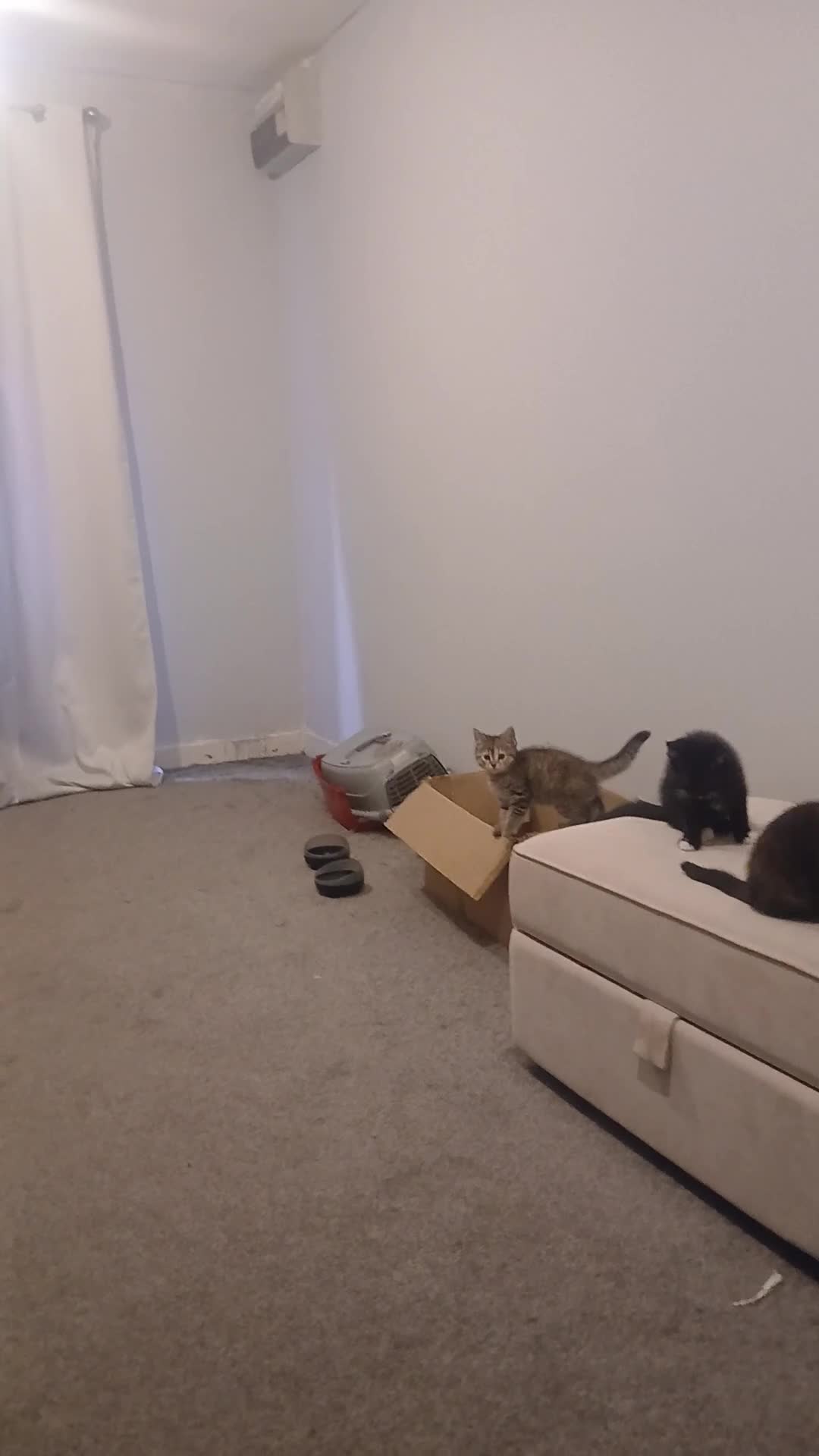 Mixed Breed cats for sale: Two 9 week old kittens for sale  - Video 1