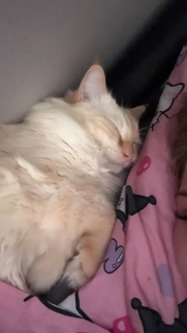 Ragdoll cats for sale: 1 year old ragdoll boy Indoor only  - Video 1
