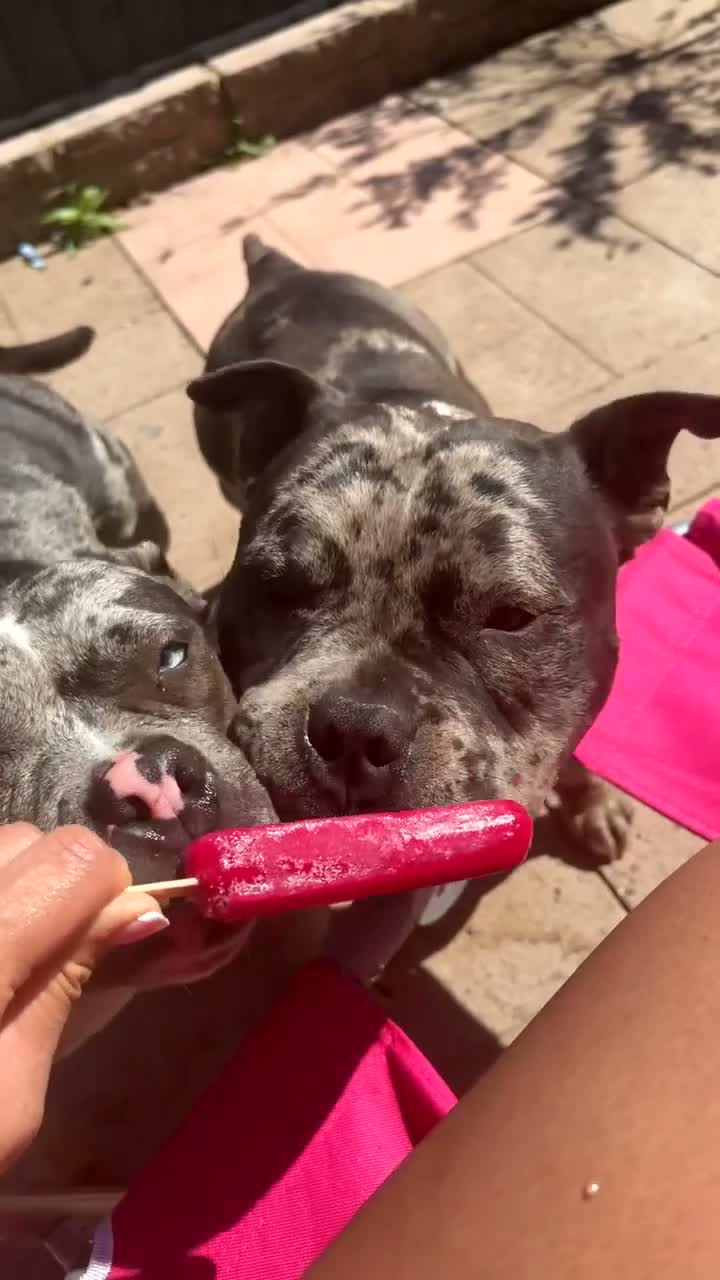 American Bully dogs for sale: Mother and son pocket bullys in Stoke-on-Trent - Video 2