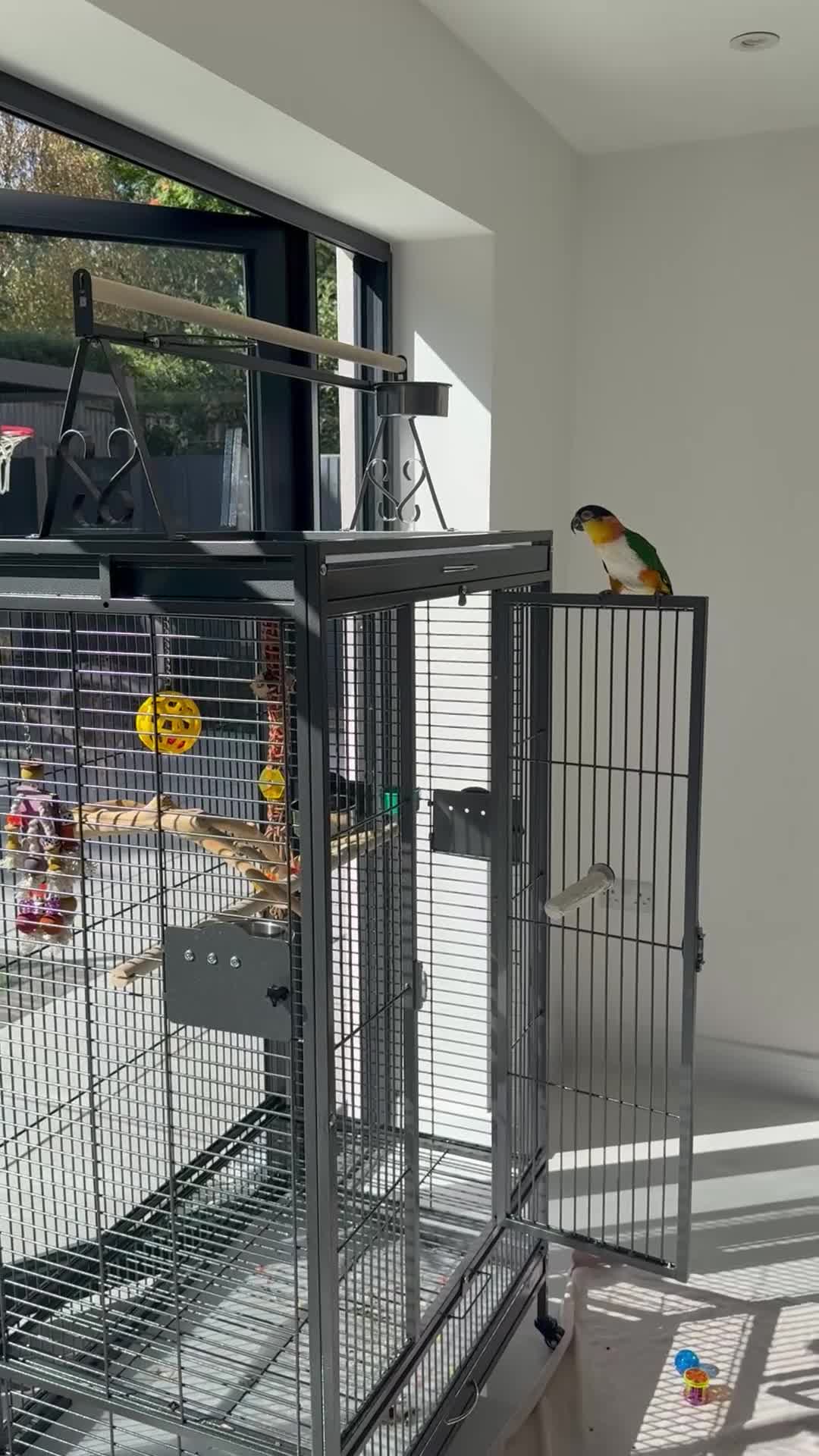 Parrots birds for sale: Tame Male DNA Caique - Video 2