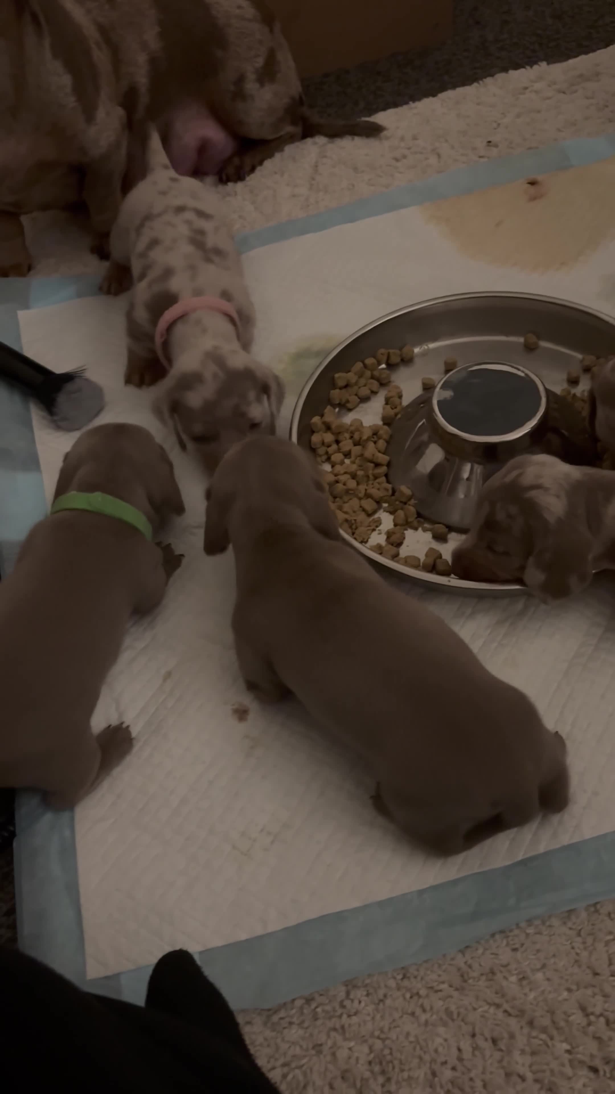 Dachshund dogs for sale: Gorgeous Litter - Isabella Dapple / Isabella Tan - Video 2